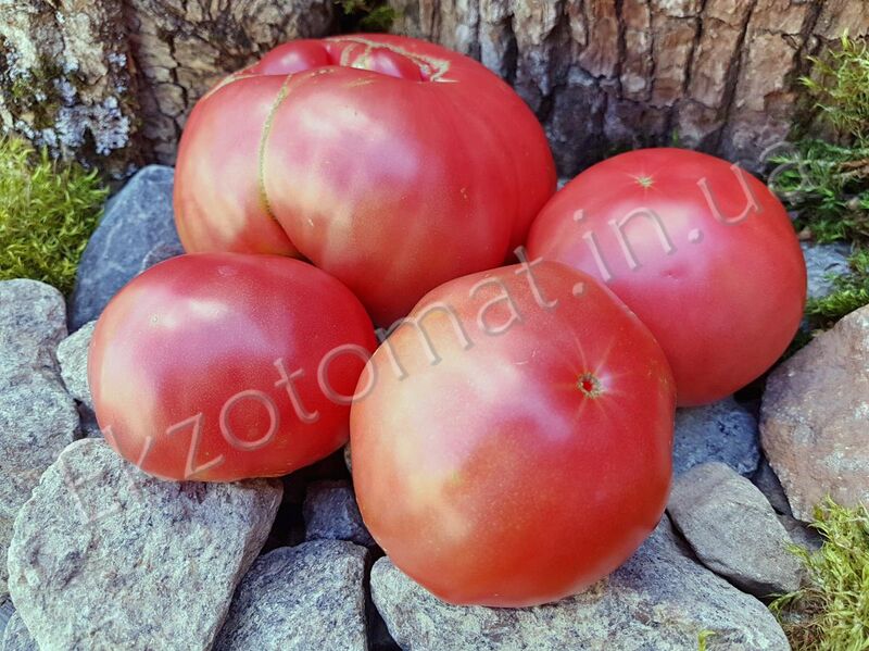 Tomato '1884'