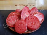 Tomato 'Abakansky Rozovyi (Abakan Pink)'