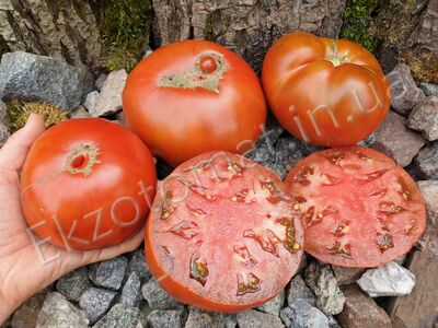 Tomato 'Abraham Brown'