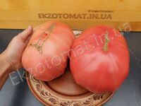 Tomato 'AH Scorpii'