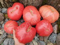 Tomato 'AH Scorpii'