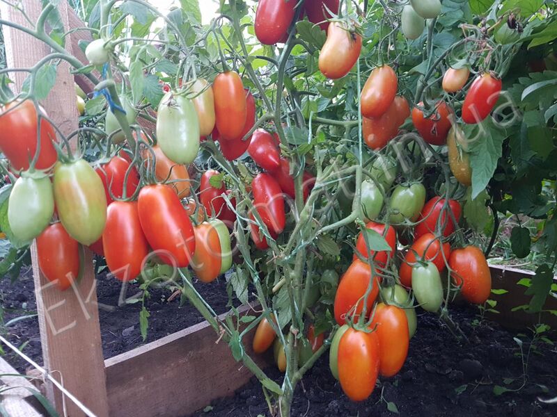 Tomato "Altey"