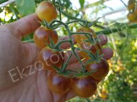 Tomato 'Amethyst Cream Cherry'