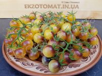 Tomato 'Amethyst Cream Cherry'