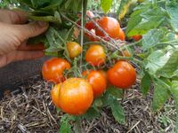 Tomato ' Amursky Shtamb (Амурский штамб)'