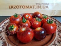 Tomato 'Antho Striped Dwarf'