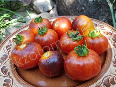 Tomato 'Striped Dwarf Antho'