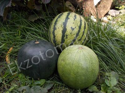 Watermelon 'Sweet trio'