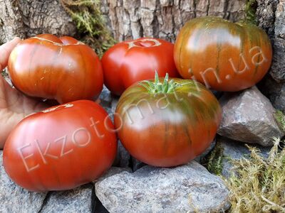 Tomato "Arbuznyi"
