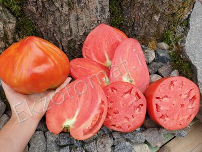 Tomato 'Aunt Swarlo’s Polish Plum'