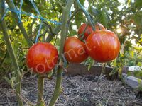 Tomato 'Avuri'