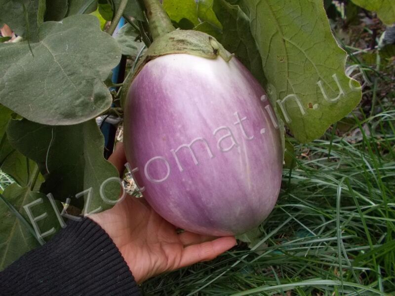 Eggplant 'Bianca Sfumata di Rosa'