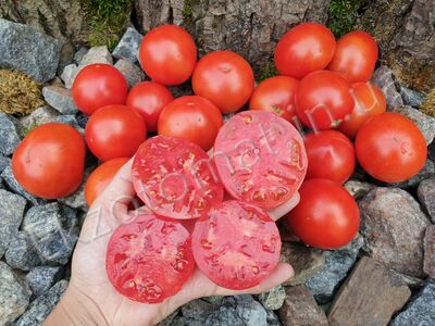 Tomato 'Beaverlodge Slicer'