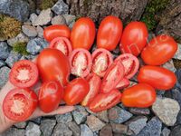 Tomato 'Slivka Bendrika Krasnaya'