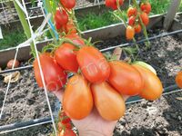 Tomato 'Slivka Bendrika Krasnaya'