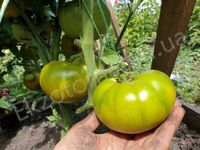 Tomato 'Big Green Dwarf'