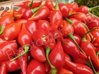  Pepper 'Red Biquinho'