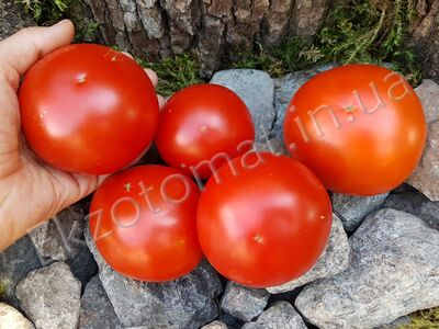 Tomato 'Bonny Best'