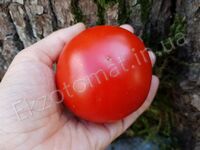 Tomato 'Bonny Best'