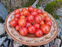 Tomato 'Bonsai Krasnyi (Бонсай красный)'