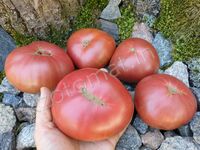 Tomato «Boronia»
