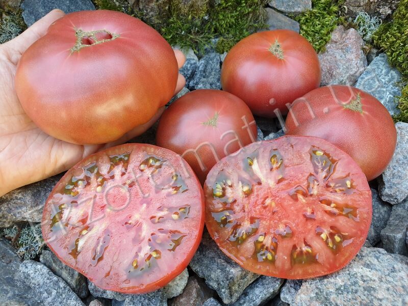 Tomato «Boronia»