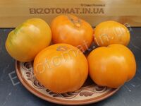 Tomato 'Brandywine apricot'
