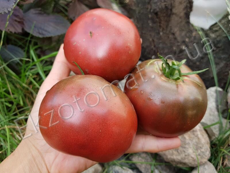Tomato 'Brandywine Black'