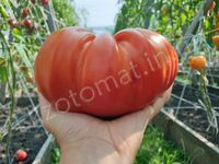 Tomato 'Brutus Magnum'