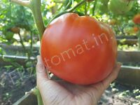Tomato 'Brutus'