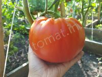 Tomato 'Brutus'