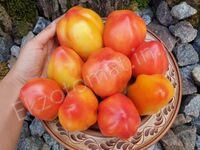 Tomato 'California tulip'