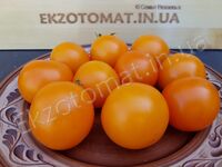 Tomato 'Royal branch'