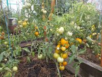 Tomato 'Royal branch'