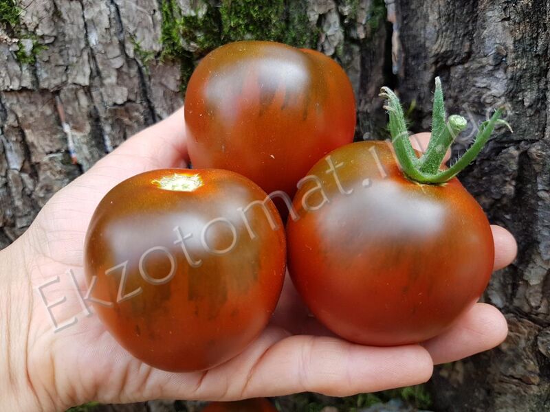 Tomato 'Black Prince'