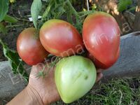 Tomato 'Cherokee Purple Heart'