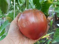 Tomato 'Cherokee Purple Heart'