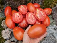 Tomato "Chudo Vnukovoy"