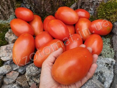 Tomato «Chudo Vnukovoy» 