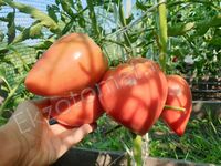 Tomato "Chudo Zemli"