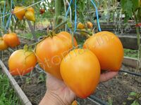 Tomato 'Coeur de Zebre abricot'