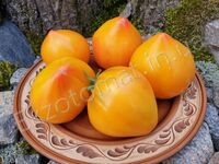 Tomato 'Coeur de Zebre abricot'
