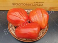 Tomato 'Coure Antico di Acqui Terme'