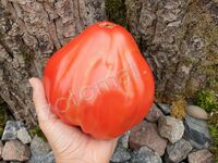 Tomato 'Coure Antico di Acqui Terme'