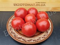 Tomato 'Crimson Sprinter'