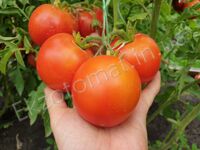 Tomato 'Crimson Sprinter'