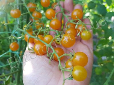 Tomato 'Gold Rush Currant'