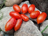 Tomato 'Datterino'