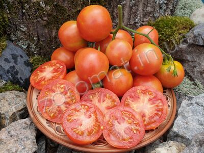 Tomato 'De Colgar'