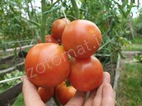 Tomato 'De Colgar'